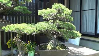 whits is Miyajima Goyomatsu white pine BONSAI 宮島五葉松盆栽 [upl. by Ativak]