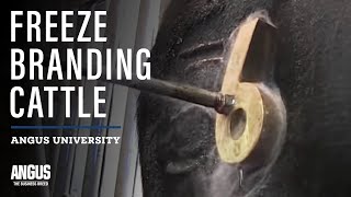 Freeze branding cattle  How To Freeze Brand Cattle [upl. by Anoy780]