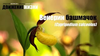 Венерин башмачок Cypripedium calceolus [upl. by Riess]