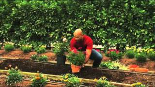 How to Plant Perennial Gardens [upl. by Lifton130]