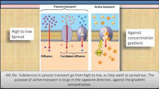 Passive and Active transport [upl. by Fiedler]