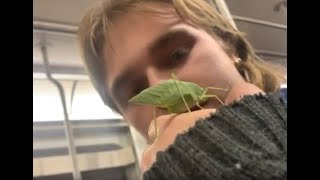 tettigoniidae on the subway leaf bug [upl. by Neoma]