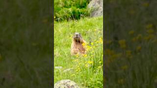 Quanto vive una marmotta marmot marmotte animals wildlife travel nature alps hiking vlog [upl. by Reeva708]