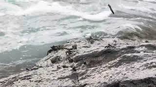 Jumping Blenny Fish in Galle ගාල්ල  Sri Lanka [upl. by Nerraj154]