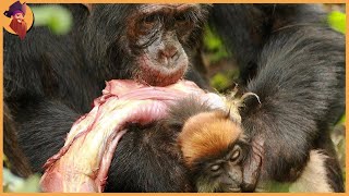 Hunting Moments By Chimpanzees Baboons And Macaques [upl. by Airdnala]