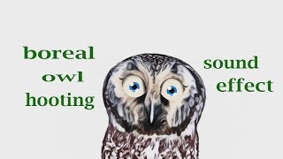 How A Boreal Owl Hooting Sound Loud  Sound Effect  Animation [upl. by Ettie]