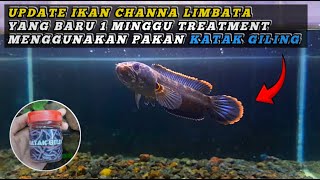 UPDATE MINGGU PERTAMA TREATMENT PAKAN KATAK GILING PADA IKAN CHANNA LIMBATA  CARA MEMELIHARA IKAN [upl. by Ecidna]