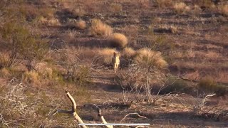 COYOTE TOUR DAY 29 “THE WEATHER MAN WAS WRONGquot [upl. by Nameerf397]