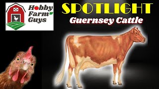 HFG Farm Animal Spotlight Guernsey Cattle [upl. by Brandon]