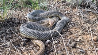 Dolichophis caspius Caspian whipsnake [upl. by Adnilab]