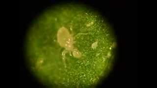 Amblyseius herbicolus feeding on Broad mite [upl. by Lauhsoj]