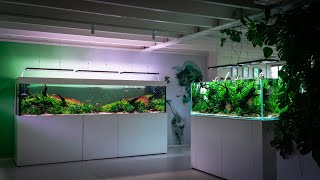 TWO AMAZING AQUARIUMS SCAPED BY FILIPE OLIVEIRA AT AQUAFLORA HEADQUARTERS NETHERLANDS [upl. by Dail424]