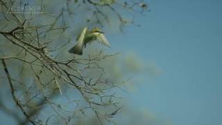 European beeeaters foraging at Kruger National Park South Africa [upl. by Acisej]