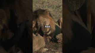 ManEating Lions of Tsavo The Shocking DNA Discovery [upl. by Veronike]