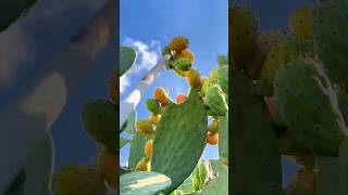 Giant Cactus Fruit🌵 APT  cutting the cactus fruit satisfying gardening shorts likeamazing [upl. by Akimal]