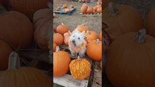 Scottish terrier visiting the pumpkin patch ❤️ scottishterrier [upl. by Yellas]