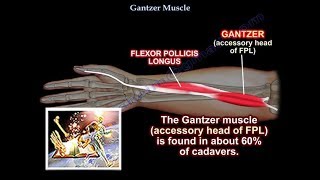 Gantzer Muscle Accessory Head FPL  Everything You Need To Know  Dr Nabil Ebraheim [upl. by Anoirtac794]