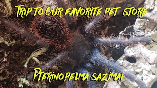 Pet Store Trip Pterinopelma sazimai New Habitat Setup [upl. by Ak]