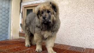 Caucasian Shepherd female at 4 months [upl. by Mose]