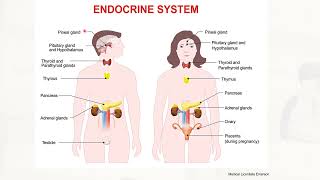 Endocrine System  Anatomy and physiology  Full Lecture 25 [upl. by Portland]