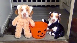 Dogs Go Trick or Treating on Halloween Cute Dog Maymo amp Puppy Penny [upl. by Acissev]