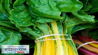 Canary Yellow Swiss Chard Seeds at 99pack Grow Organic Swiss Chard Review [upl. by Anen273]