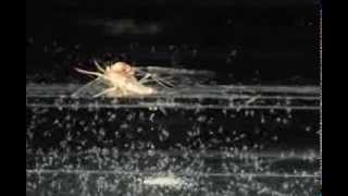 Mayfly Eggs Hatching a Minute After Being Laid [upl. by Dong858]