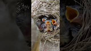 Nest is now too small for the babies P 4 shortsviral trendingvideo [upl. by Adnertal]