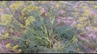 نبات الكلخ ferula communis l [upl. by Behnken]