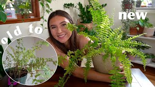 How I Didn’t Kill My Boston Fern [upl. by Sirtimed]