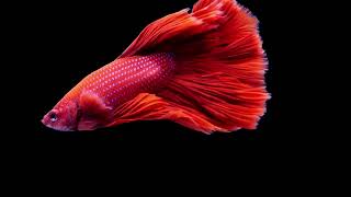 Betta fishSiamese fighting fish splendens video4k NatureUltra HD  Natures Sweet Tales [upl. by Elwaine985]