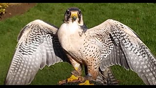 Lanner Falcon in Sunshine [upl. by Ahseka]