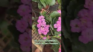 Kalanchoe flowering plant [upl. by Golda30]