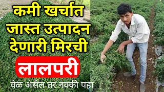 खर्च कमी उत्पन्न जास्त देणारी मिरची एकच quotलालपरीquot Mirchi Lagwad [upl. by Narda113]