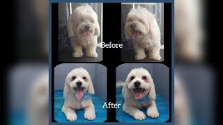 Shih Poo grooming  with long ears [upl. by Loggins152]