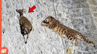 Leopard Attacks Goat and Quickly Pays the Price [upl. by Einnor]