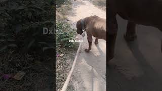 xxl american bully kennel in india dog doglover puppy youtubefeed ytshorts feedshorts pitbull [upl. by Ettener]