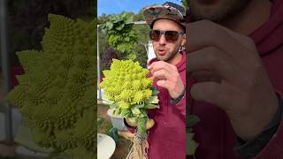 Brassica veggies are our favorite to grow on aeroponic tower farming gardening agriculture [upl. by Enilecram]