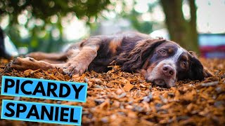 Picardy Spaniel  TOP 10 Interesting Facts [upl. by Nitsreik]