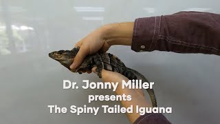 The Spiny Tailed Iguana [upl. by Ari321]