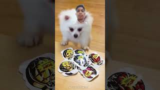 dog kittovlogs pets funny cake cute emotional facts valueoftime august28 [upl. by Brentt]