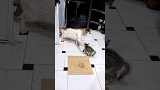 Heartbreaking Moment  Street Cat Hits a Kitten Over Food but Love and Care Prevail [upl. by Etteyniv]