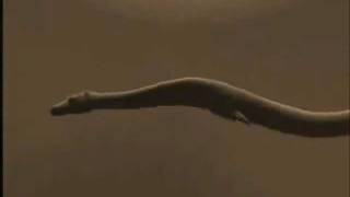 Prehistoric Deep Monster Cadborosaurus of the Alaska  Animated Sequence [upl. by Nnylf]