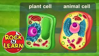 Life Science for Kids  Photosynthesis Cells Food Chains amp More [upl. by Adnof]