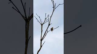 BEE EATER Meropidae [upl. by Takeshi]