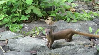 먹이찾는 족제비 Looking for prey Weasel 觅食的黄鼠狼） [upl. by Adnahsor676]