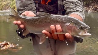 Fishing for wild rainbow trout in the fall [upl. by Intruoc]