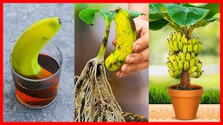 How to Grow Banana Tree From Banana 🍌🍌🍌 New gardening method [upl. by Tarryn]