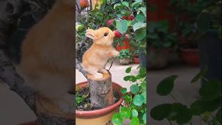 Cute Bunny Rabbit eating fresh Apple 🍏 shorts bunny rabbit apple [upl. by Nissie]