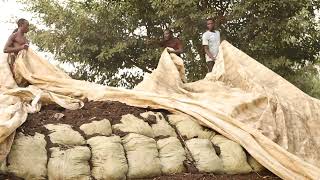 Mohammed Kakiika Yiiga Okwekolera silage how to make your own silage [upl. by Llekcm]